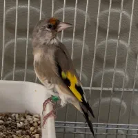 جوجه سهره نر گردن کلفت