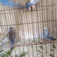 مرغ عشق.دو‌جفت