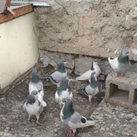 کفتر فروشی ۸عدد