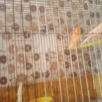 قناری فروشی