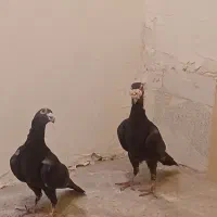 کاریر|پرنده|کرمان, |دیوار