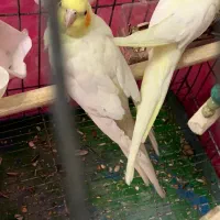 عروس هلندی مولد سالم لوتینو با قفس بزرگ|پرنده|اسلامشهر, شهرک سعیدیه|دیوار