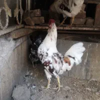 ۲ جفت مرغ خروس گلین سالم و سرحال|حیوانات مزرعه|کرج, شهرک طالقانی|دیوار