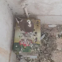 فروش یا معاوضه با مرغ یا خروس|پرنده|کرمان, |دیوار