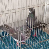 کبوتر|پرنده|خرمدره, |دیوار