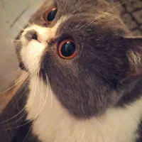 گربه اسکاتیش آنفولد بایکالر