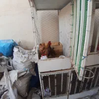 مرغ وخروس سبرایت گلد|حیوانات مزرعه|محمدشهر, زیبادشت|دیوار