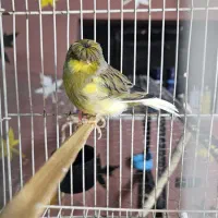 قناری گلاستر