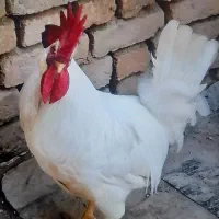 خروس سفیدسرحال