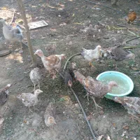 تعدادی بوقلمون و جوجه بوقلمون و جوجه محلی فروشی
