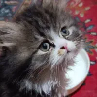 گربه بریتیش اصیل خانگی