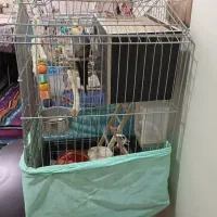 عروس هلندی|پرنده|تهران, کیانشهر|دیوار