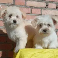 نرو  ماده ۲ساله|سگ|مسجد سلیمان, |دیوار