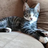 واگذاری رایگان گربهی DSH