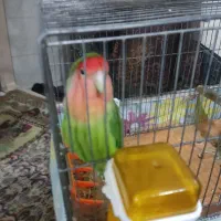 طوطی برزیلی رام و دستی