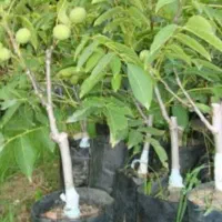 تولیدی نهال درخت گُل نهالستان گردوانار پسته پیوندی|خدمات باغبانی و درختکاری|قم, سعادتی|دیوار