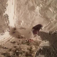 طوقی ککلی|پرنده|اردبیل, |دیوار