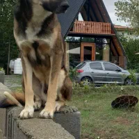 ویلا سوئیسی (الیمالات) نوساز ویو جنگل و شالیزار