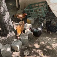 مرغ رسمی تخم گذار سالم