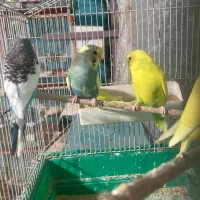 فروش جوجه. مرغ عشق