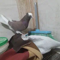 جفت شازده سرخ