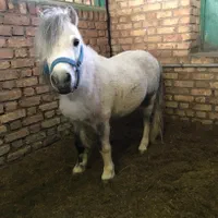 اسب نژاد فلابلا هم بازی کودکان|حیوانات مزرعه|تهران, ازگل|دیوار