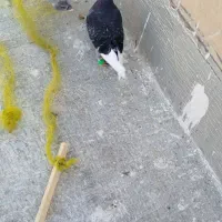 ۲ کبوتر نر پرشی دیوانه قیمت تعاونی