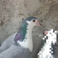 ماده