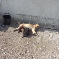 سگ پا کوتا همراه 5توله