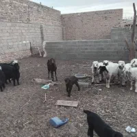 فروش فوری بز و گوسفند|حیوانات مزرعه|هیرمند, |دیوار