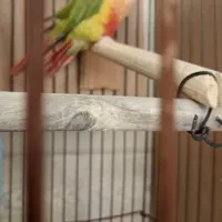 گرینچیک،عروس هلندی،طوطی ملنگو|پرنده|تهران, قیام‌دشت|دیوار