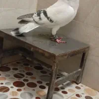 نر شامی نر اصفهانی