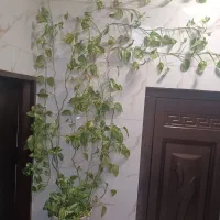 گل پتوس|گل و گیاه طبیعی|نسیمشهر, |دیوار