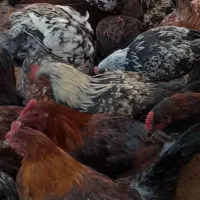 تعداد ۲۰۰  تا خروس محلی با کیفیت بالا