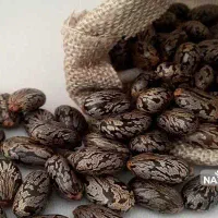 بذر درخت کرچک|گل و گیاه طبیعی|بهبهان, |دیوار