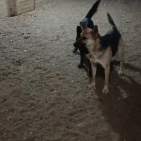 قدرجونی|سگ|اردکان, |دیوار