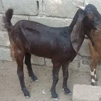 بز آبستن|حیوانات مزرعه|شادگان, |دیوار