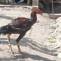 خروس لاری افغان ۶ ماهه|حیوانات مزرعه|رباط‌کریم, پرندک|دیوار