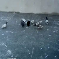 کفتر تهرانی پرشی|پرنده|کرج, کوی مهر|دیوار