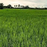 فروش-شالیزاری-برجاده-بهنمیر-به-جویبار