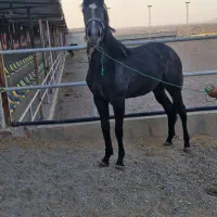 حراج اسب کورسی و کره یکسرپرشی|اسب و تجهیزات اسب‌سواری|سلفچگان, |دیوار