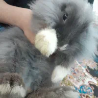 خرگوش خونگی