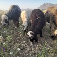 میش