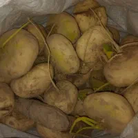 شلغم کوچک وبزرگ|خوردنی و آشامیدنی|سربیشه, |دیوار