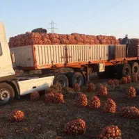 بارگیری پیاز