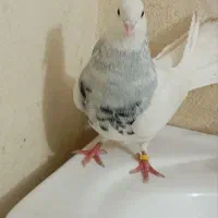 طوقی کفتر کبوتر