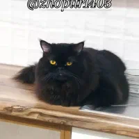 گربه ام گمشده توروخدا کمکم کنید