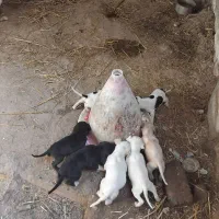 توله پویینتر انگلیس