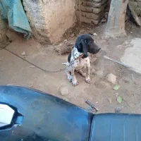 توله دنبلانی فقط تماس