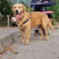 جفت گیری نژاد گلدن تریر اصیل